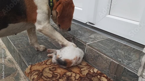 A beagle dog and a little cat are playing
