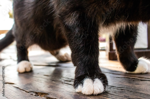 black cat's white paws