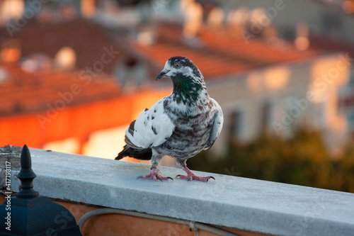 pigeon on the roof