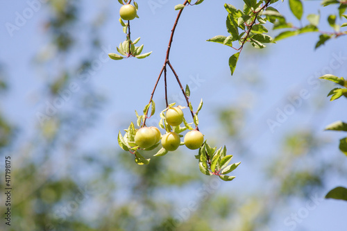 green plum branch