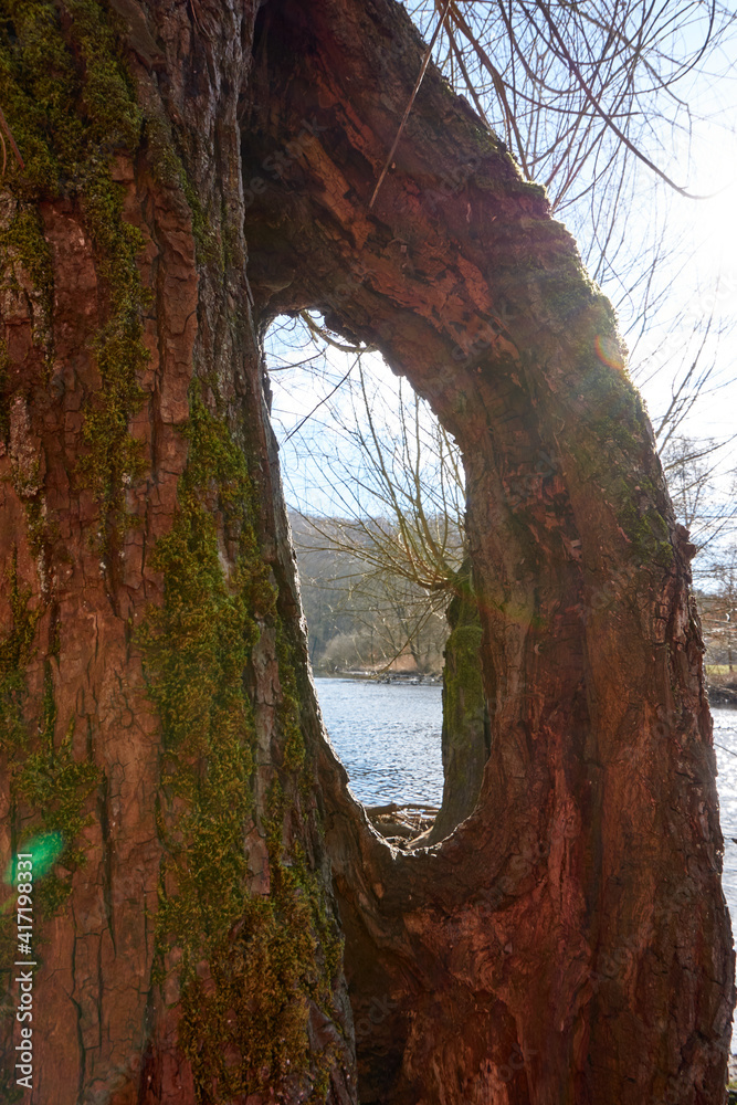 view through a hollow tree to a lake