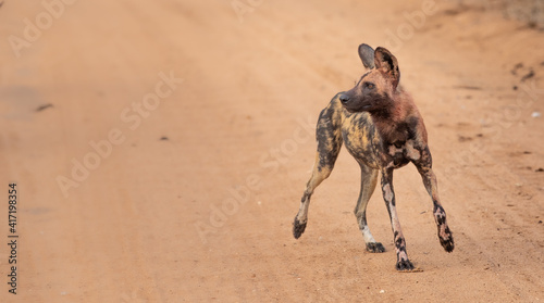 Canvas Print Wild dog
