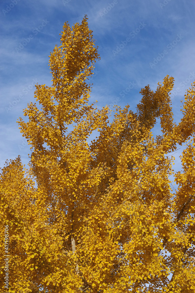 View of southern California gingko street tree in full yellow autumn color