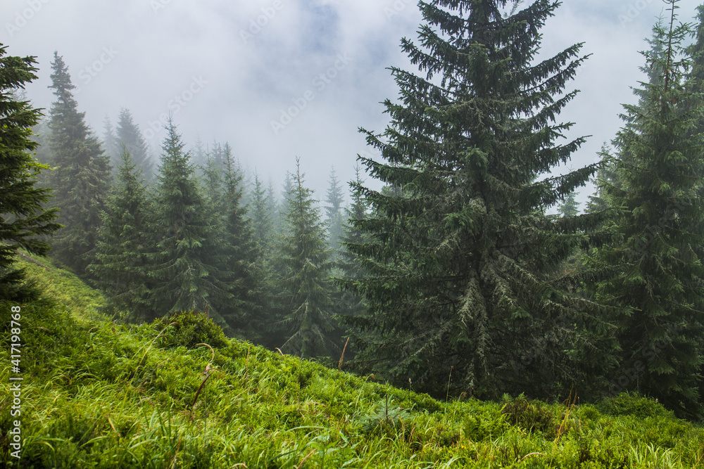 Cloudy, foggy and dramatic weather in pine forest Cloudy, foggy and dramatic weather in pine forest