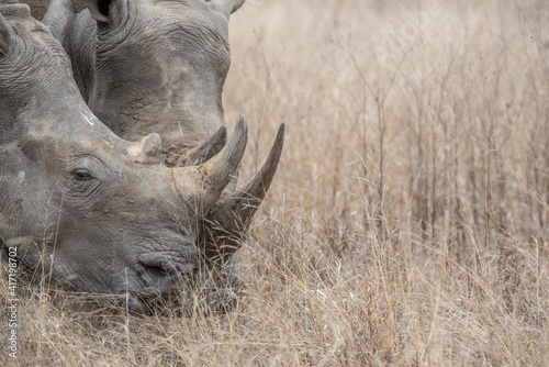 white rhino mother and male calf © Rassie