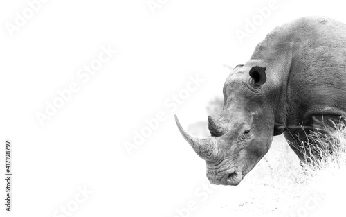Fototapeta Naklejka Na Ścianę i Meble -  White rhino