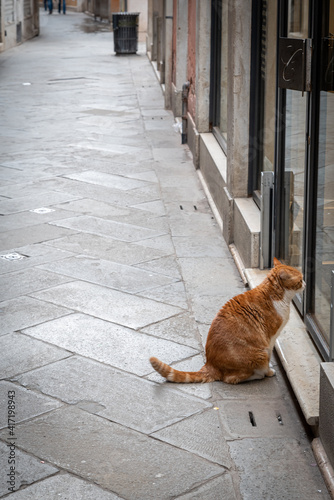cat in the streets of venice