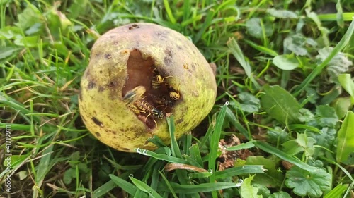 A few wasp eat a pear on green grass

