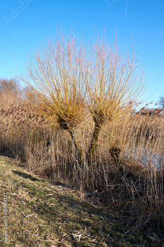 funny looking tree with yellow branches