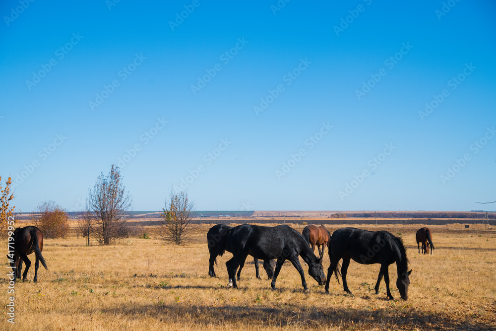 Horses graze under a clear sky