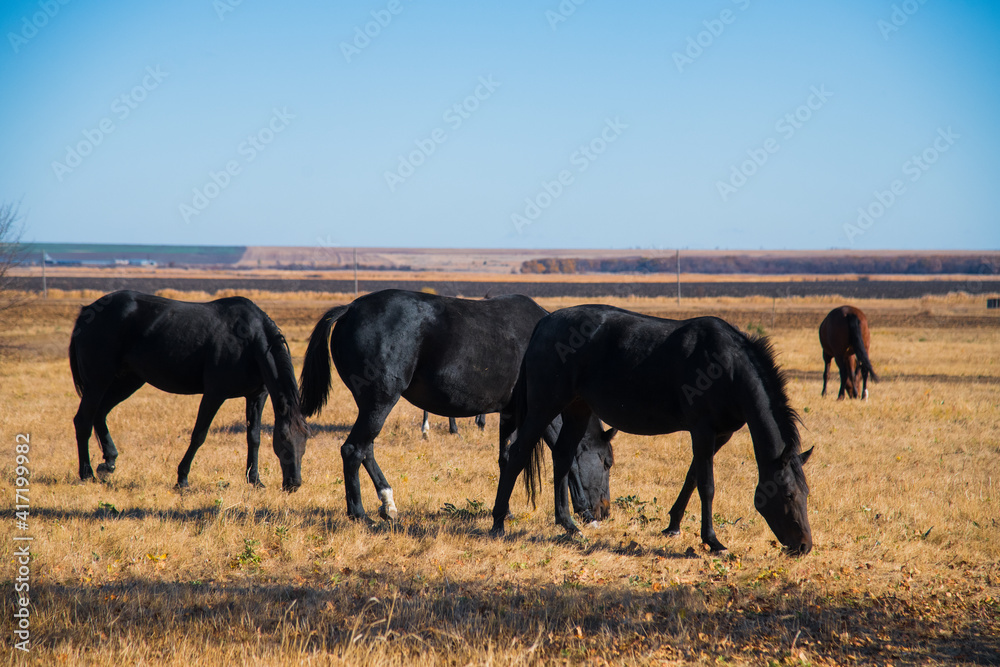 Horses graze under a clear sky