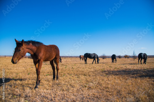Horses graze under a clear sky © SGr