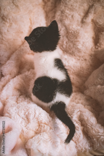 gatito blanco y negro de espaldas