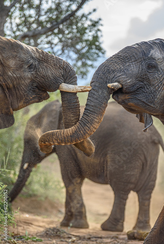 african elephants greeting