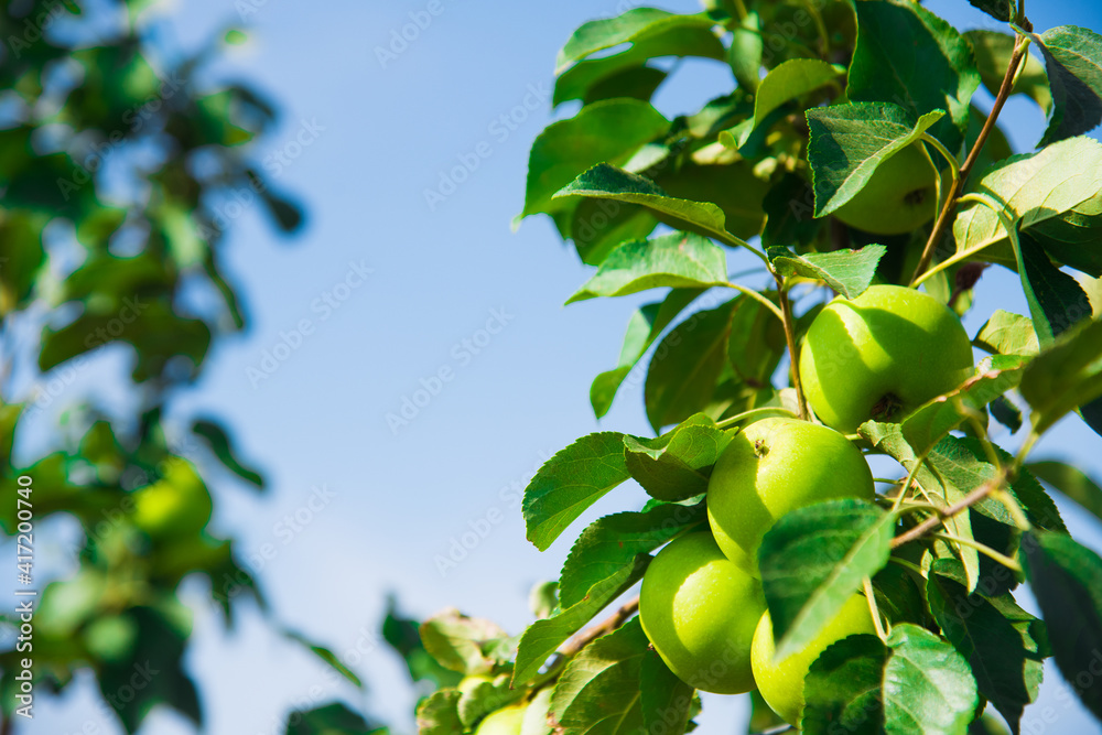 Young apple trees in the garden