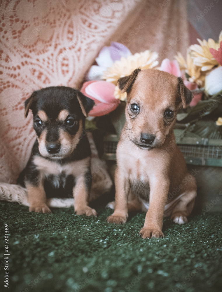 cachorritos sentados delante de flores
