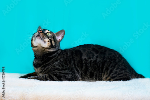 Looks to the side in profile. Purebred Bengal cat, leopard color. Photo of a cat sitting in the studio