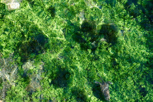 beautiful river full of green algae
