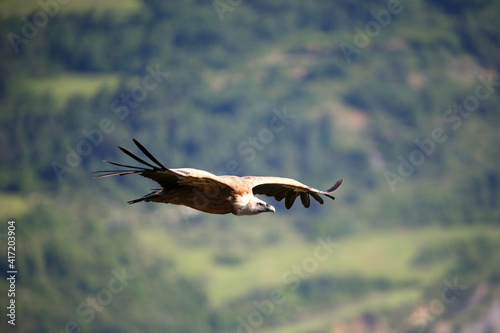Eurasian griffon vulture in flight (Gyps fulvus). Drome. France. 18.07.2016 © Godong Photo