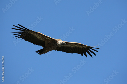 Eurasian griffon vulture in flight (Gyps fulvus). Drome. France. 18.07.2016