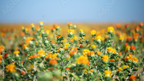 Blooming in the field of Carthamus tinctorius false saffron