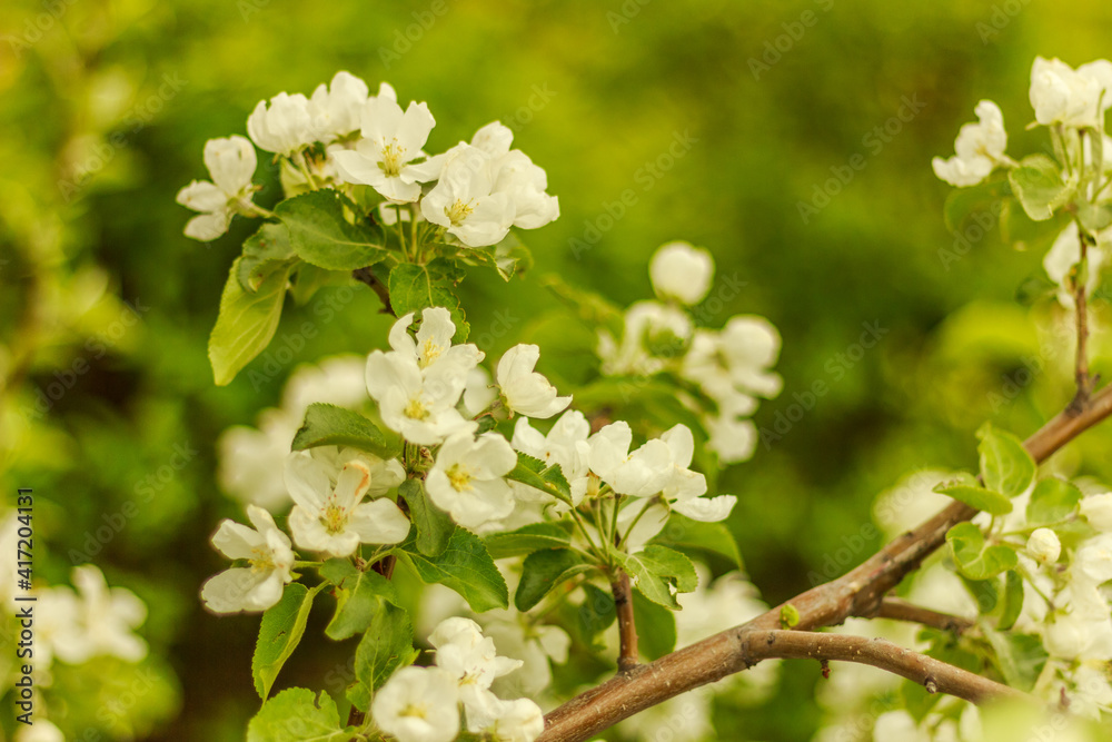 Obraz premium Apple tree branch with white blossoms in spring, buds of apple tree in the garden. Spring background