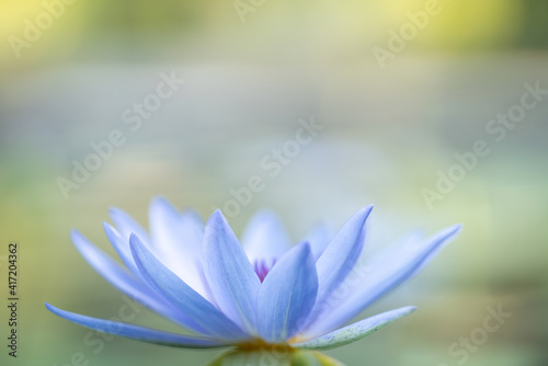 Closeup of white and light blue water Lotus in the pond with green leaf using as nature flora background cover page concept.