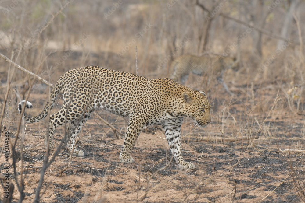 Obraz premium African leopard photo taken in Kruger National Park