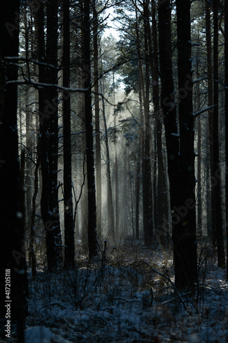 beautiful mystical winter foggy forest  vertical image