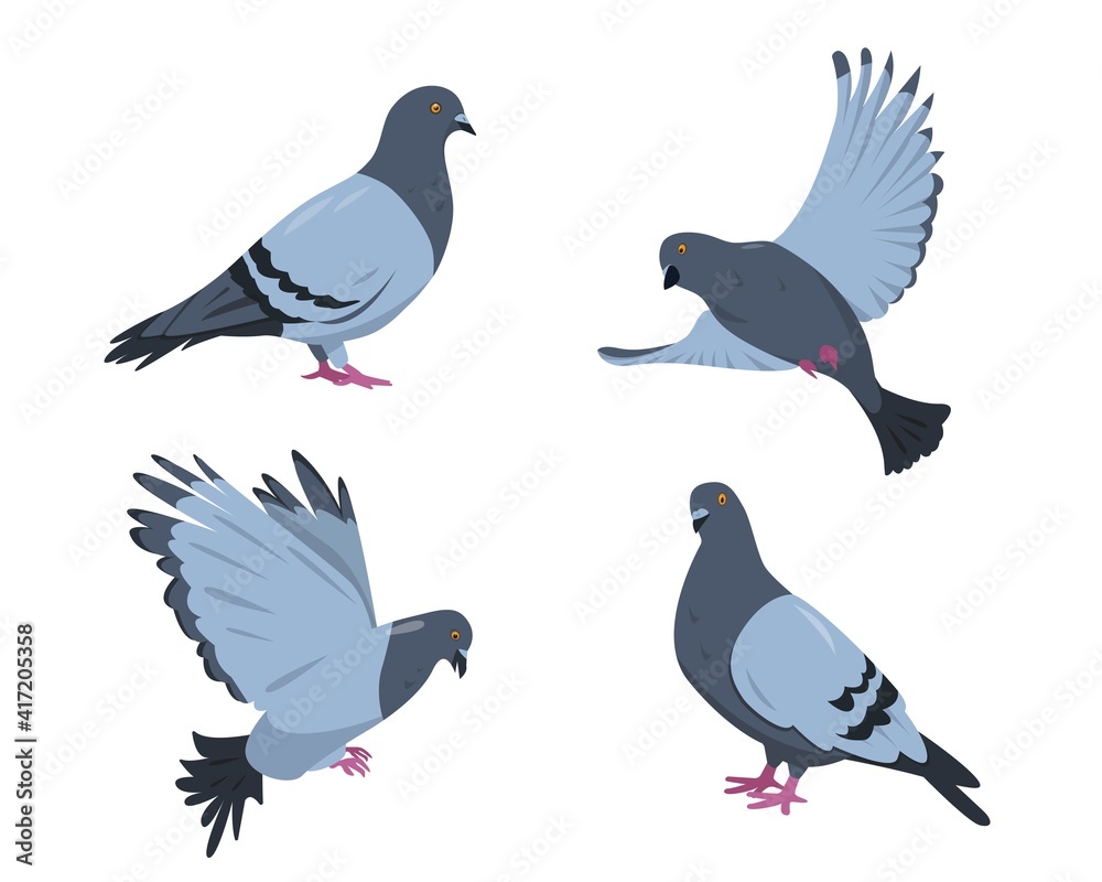Pigeon birds set. Doves in different poses. Pigeon birds set. Doves in different poses.