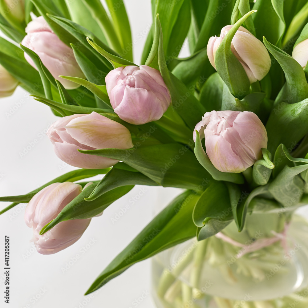 Fototapeta premium tulips on a white background