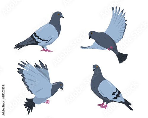 Pigeon birds set. Doves in different poses.