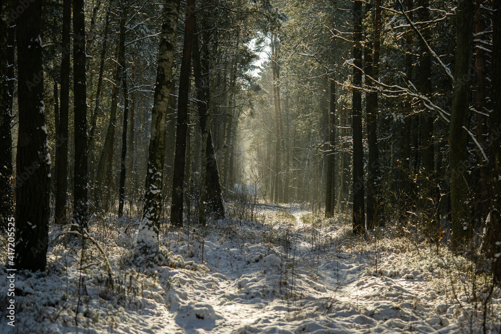 beautiful and fabulous winter forest, good day