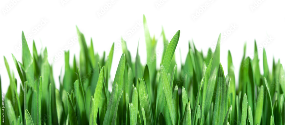Fototapeta premium green fresh grass on white background isolated. Real photo