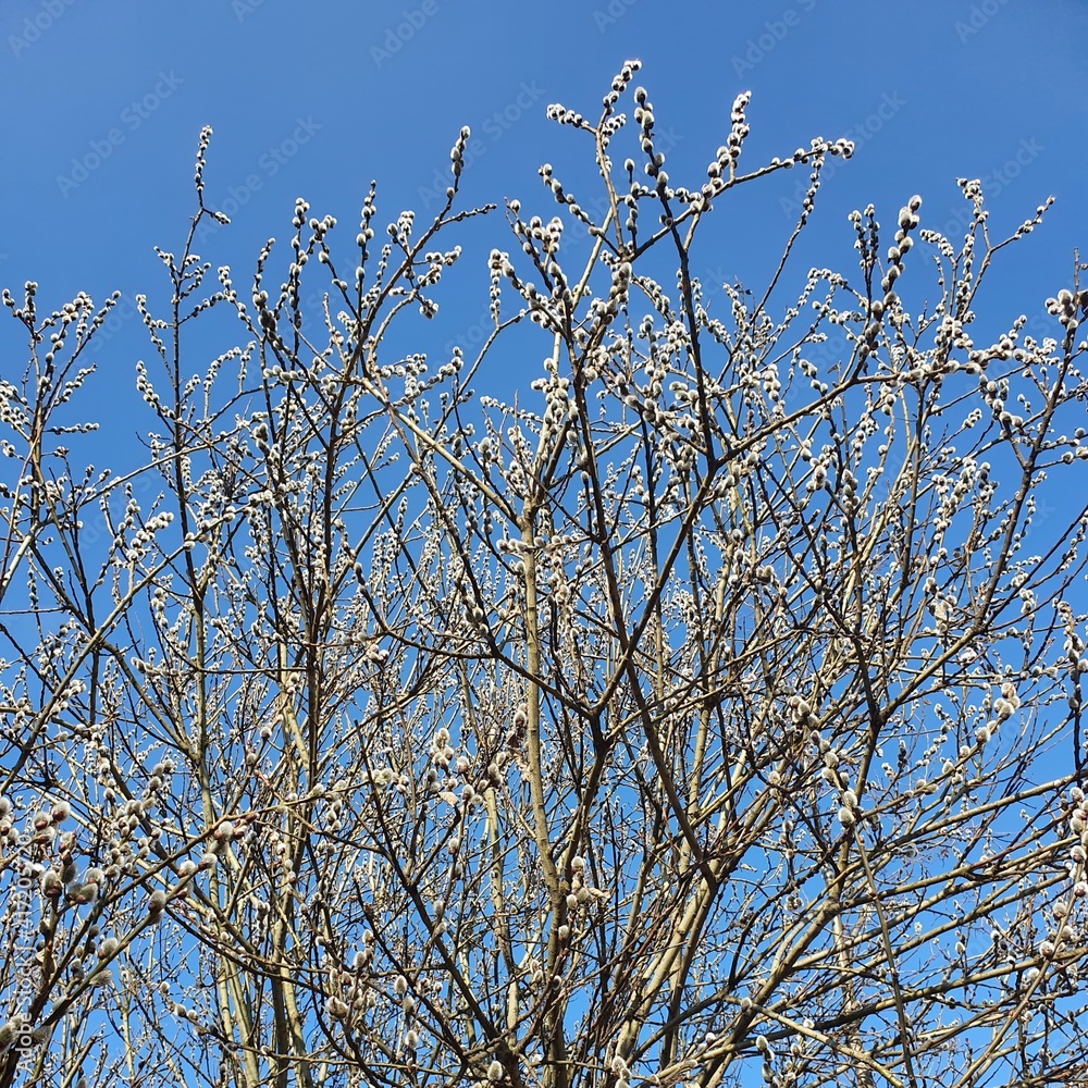 branches against blue sky branches against blue sky