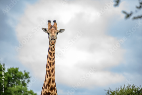 Photography giraffe in the sky