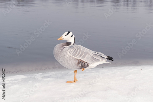 mountain goose in the snow near the river stands on one leg