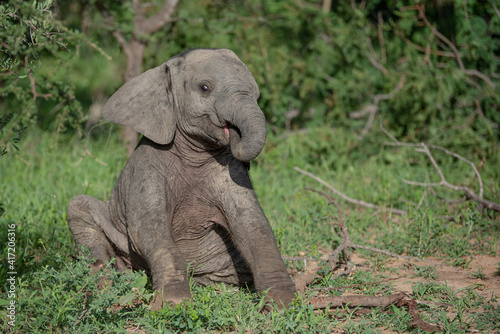 Photography Baby elephant posing