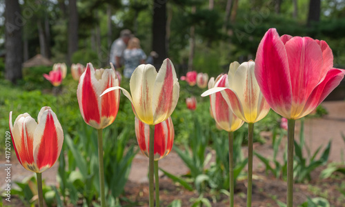 Fotografía Bright tulips with out-of focus couple in the background