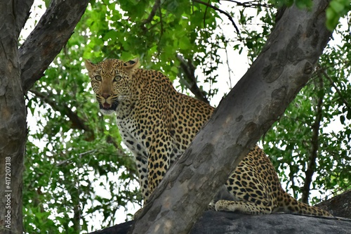 African leopard photo taken in Kruger National Park