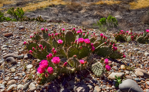 Fototapeta Naklejka Na Ścianę i Meble -  Flowering cactus plants, Pink flowers of Opuntia polyacantha in Canyonlands National Park, Utha