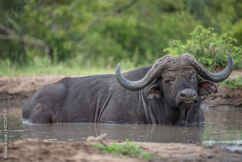 Old male buffalo wallowing
