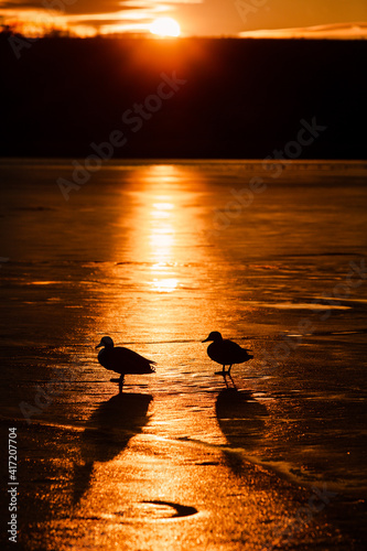 Silhouette of ducks over frozen lake ice during the sunrise. Birds on a lake in cold winter day. Ducks on the pond ice. © romeof