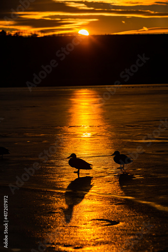 Silhouette of ducks over frozen lake ice during the sunrise. Birds on a lake in cold winter day. Ducks on the pond ice.