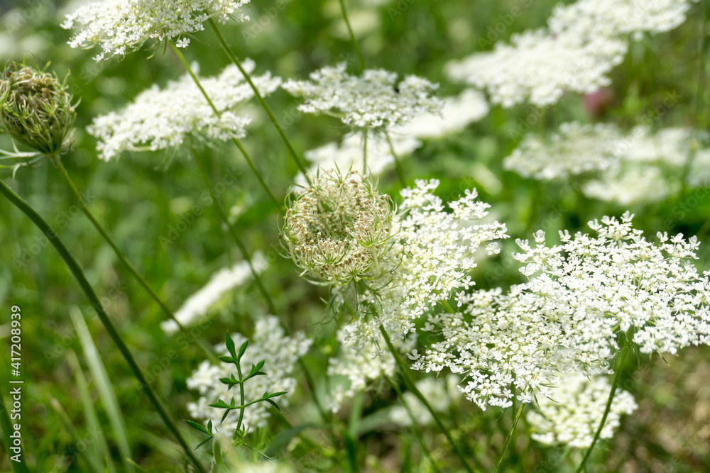 White wild Daucus carota flowers. Wild carrot branches with tiny white flowers in the summer. Closeup, selective focus. White wild Daucus carota flowers. Wild carrot branches with tiny white flowers in the summer. Closeup, selective focus.