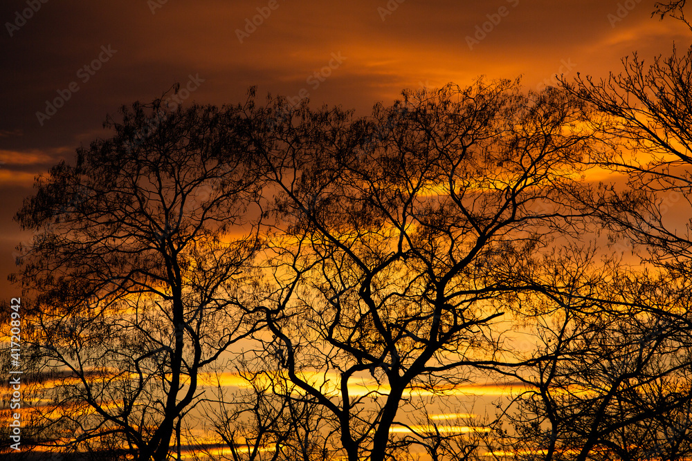 Pattern of dried tree braches texture against red sunset sky. Silhouette of brach of tree. Pattern of dried tree braches texture against red sunset sky. Silhouette of brach of tree.