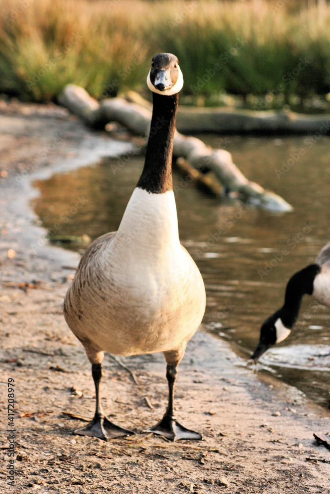 Fototapeta premium A view of a Canada Goose