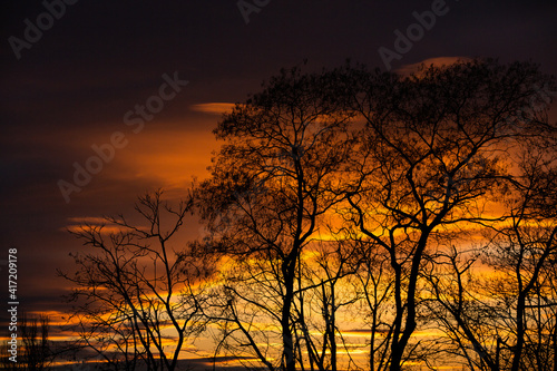 Pattern of dried tree braches texture against red sunset sky. Silhouette of brach of tree.