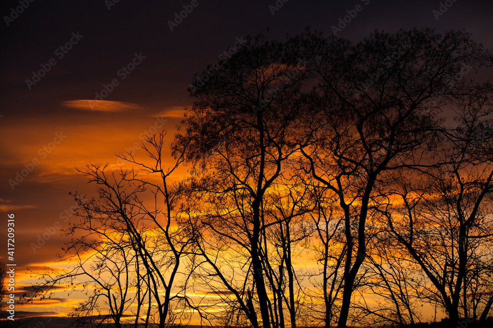 Pattern of dried tree braches texture against red sunset sky. Silhouette of brach of tree. Pattern of dried tree braches texture against red sunset sky. Silhouette of brach of tree.