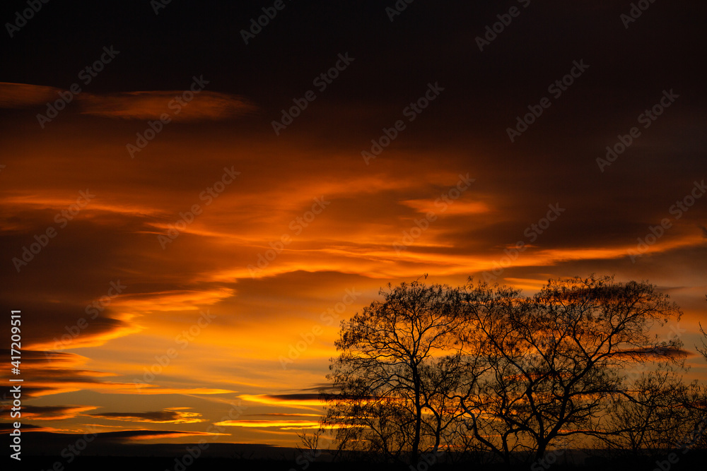 Pattern of dried tree braches texture against red sunset sky. Silhouette of brach of tree.